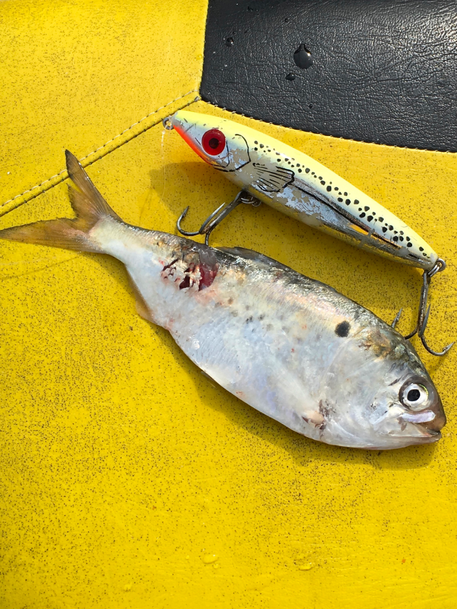 gulf menhaden