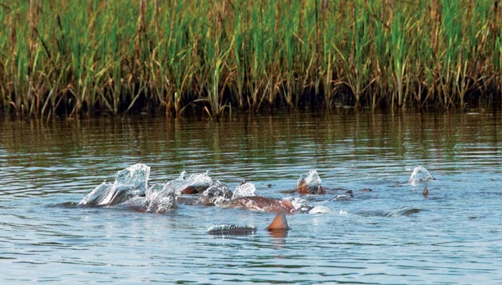 Tail Tail Signs  Marsh, Mud, & Redfish