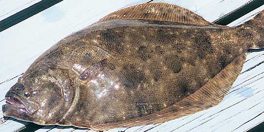 Flounder-59-Fish  Theodore Roosevelt Conservation Partnership