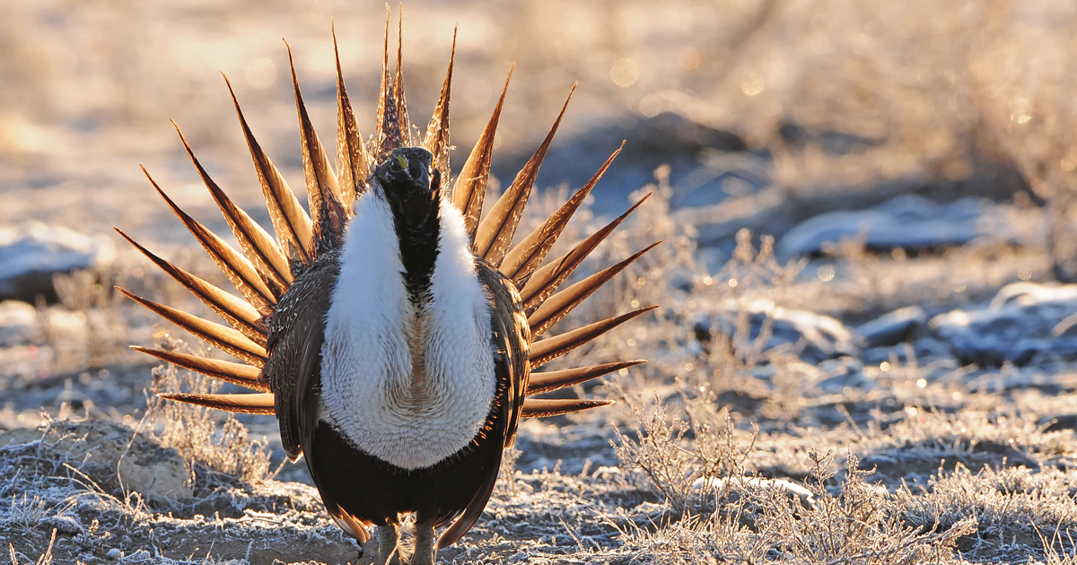 New Report Highlights Even Steeper Decline of Greater Sage Grouse