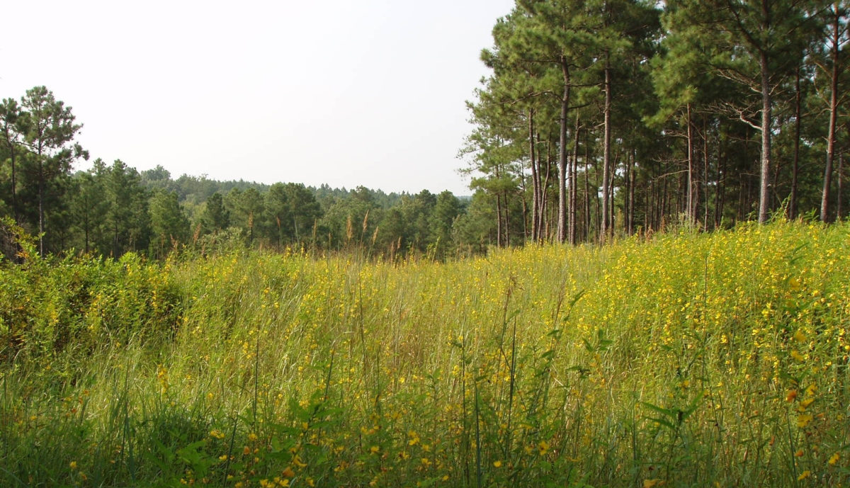 Warm Season Grasses Theodore Roosevelt Conservation Partnership