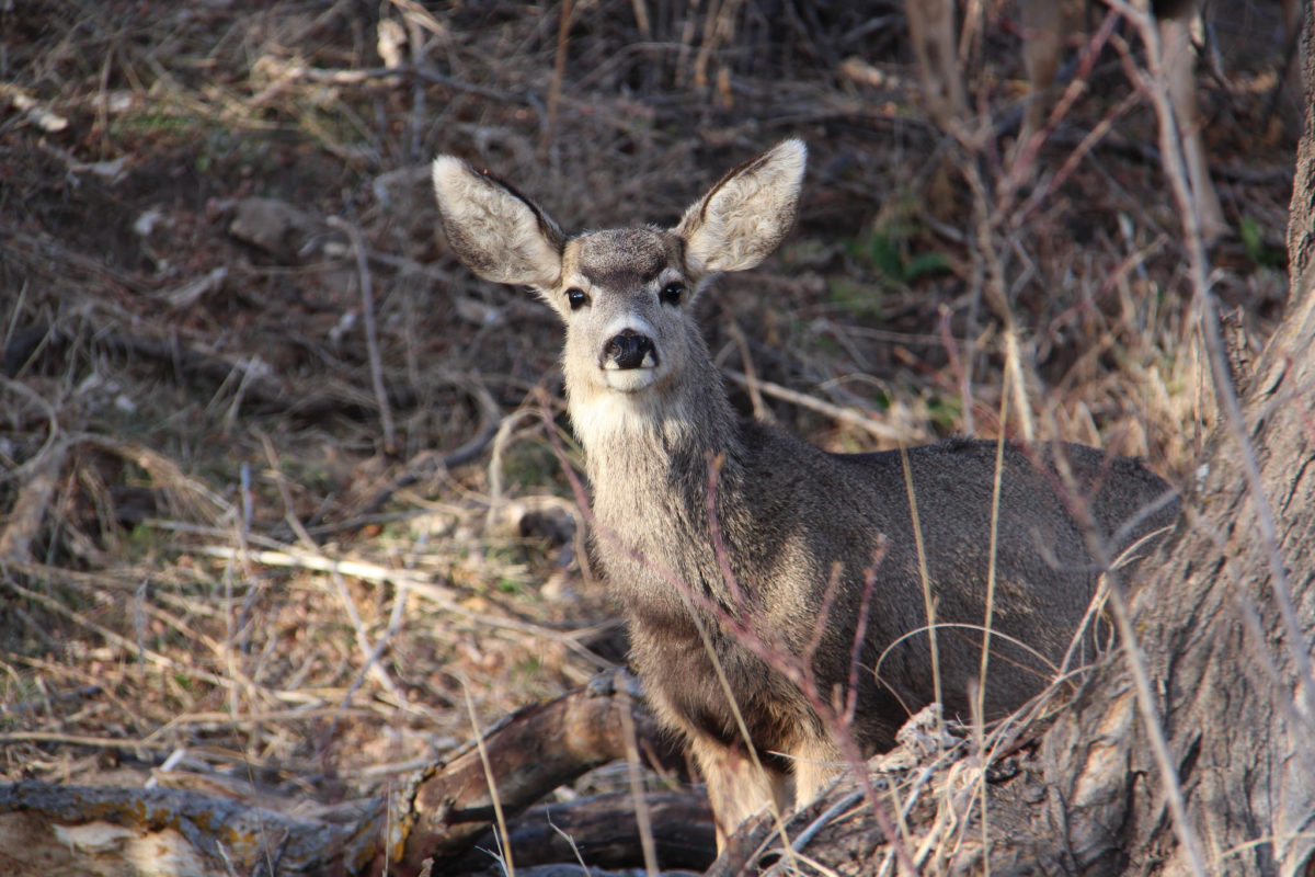 Mule Deer, Mora County, New Mexico Theodore Roosevelt Conservation