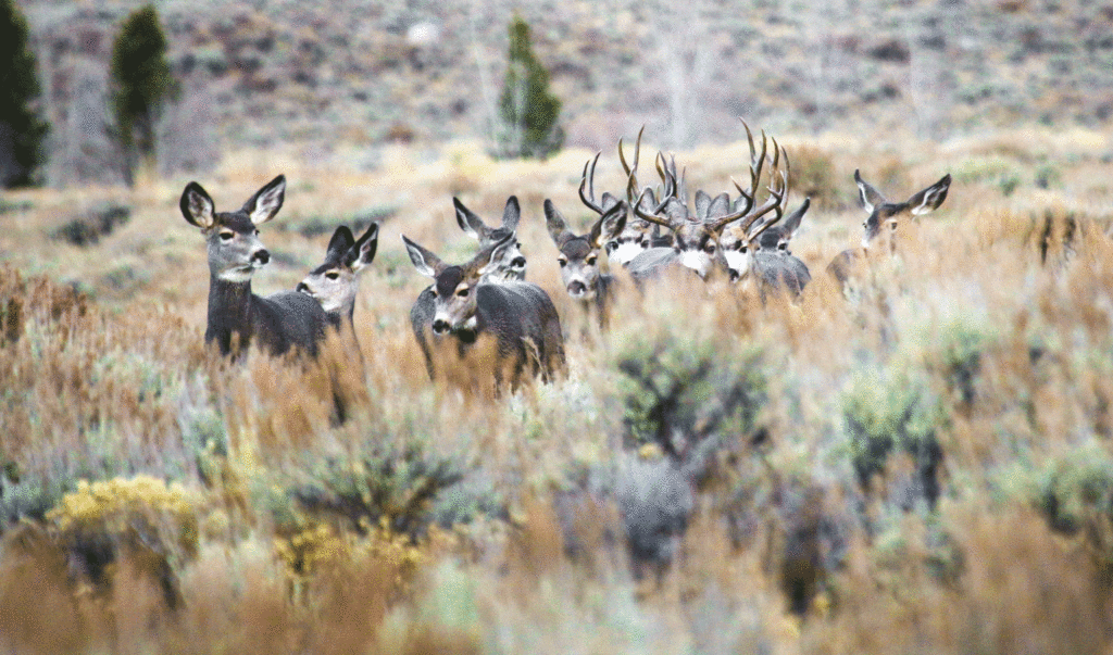 Look Before You Lease in Big Game Habitat | Theodore Roosevelt ...