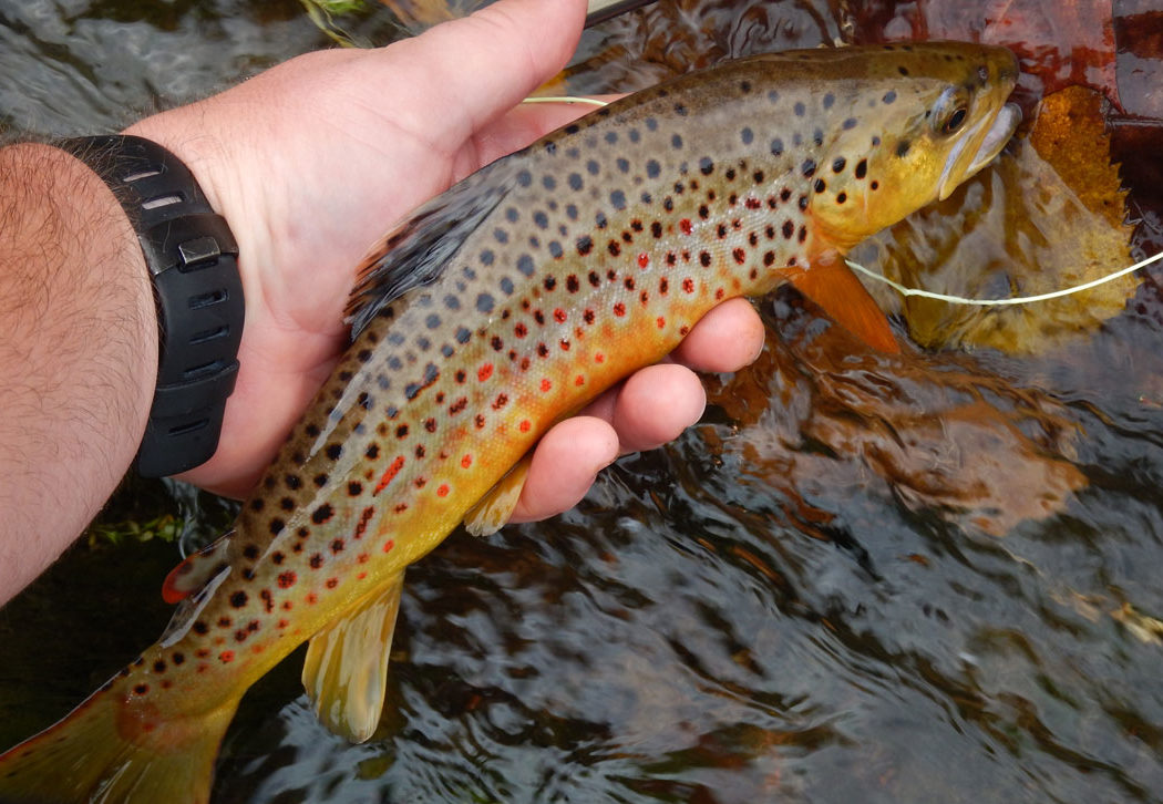 59 Pennsylvania Trout Streams That Deserve a Conservation Standing