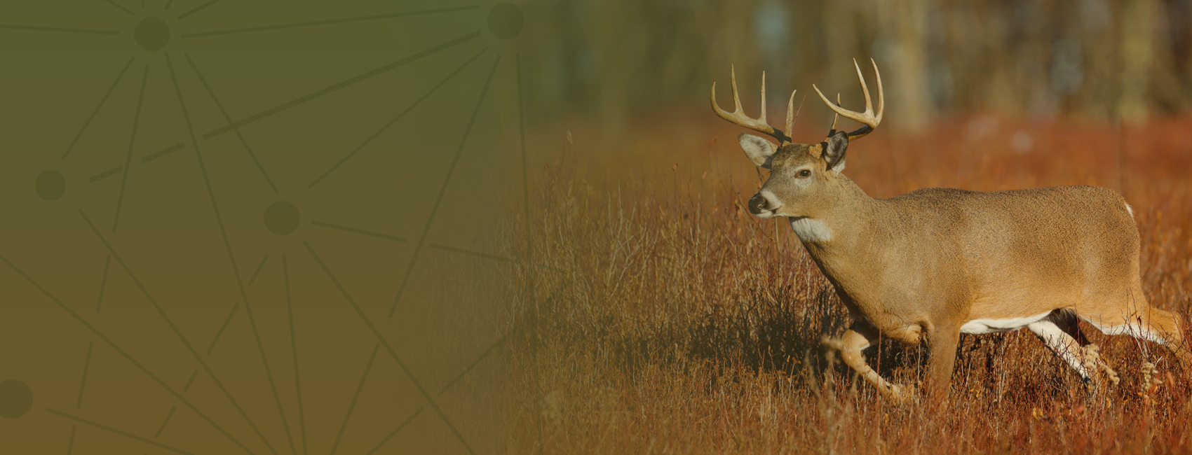 Hunters: Look for signs of illness in deer - White-Tailed Deer