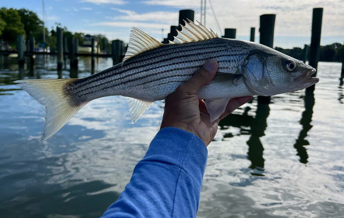 New Striped Bass Regulations Aim to Rebuild Fish Population Theodore Roosevelt Conservation