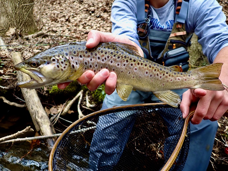 Pa Brown Trout 800 Noah Davis Theodore Roosevelt Conservation Partnership 5634