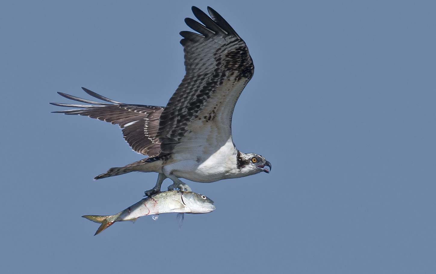 <b>Osprey</b> nests in parts of the Chesapeake Bay failed at the highest rates ever recorded in 2023, which may be due to a lack of menhaden near nesting areas. 