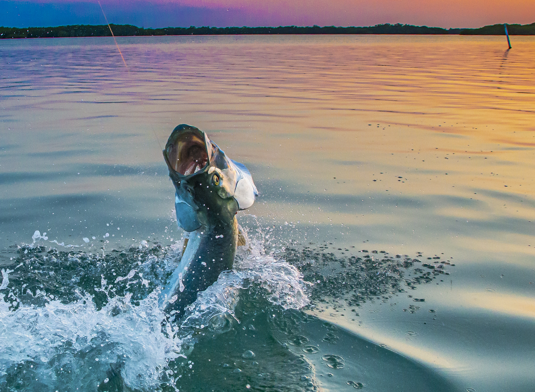 <b>Tarpon</b>, one of sportfishing’s greatest prizes, feed on larger menhaden – which are commonly used for bait. Photo credit: Pat Ford Photography