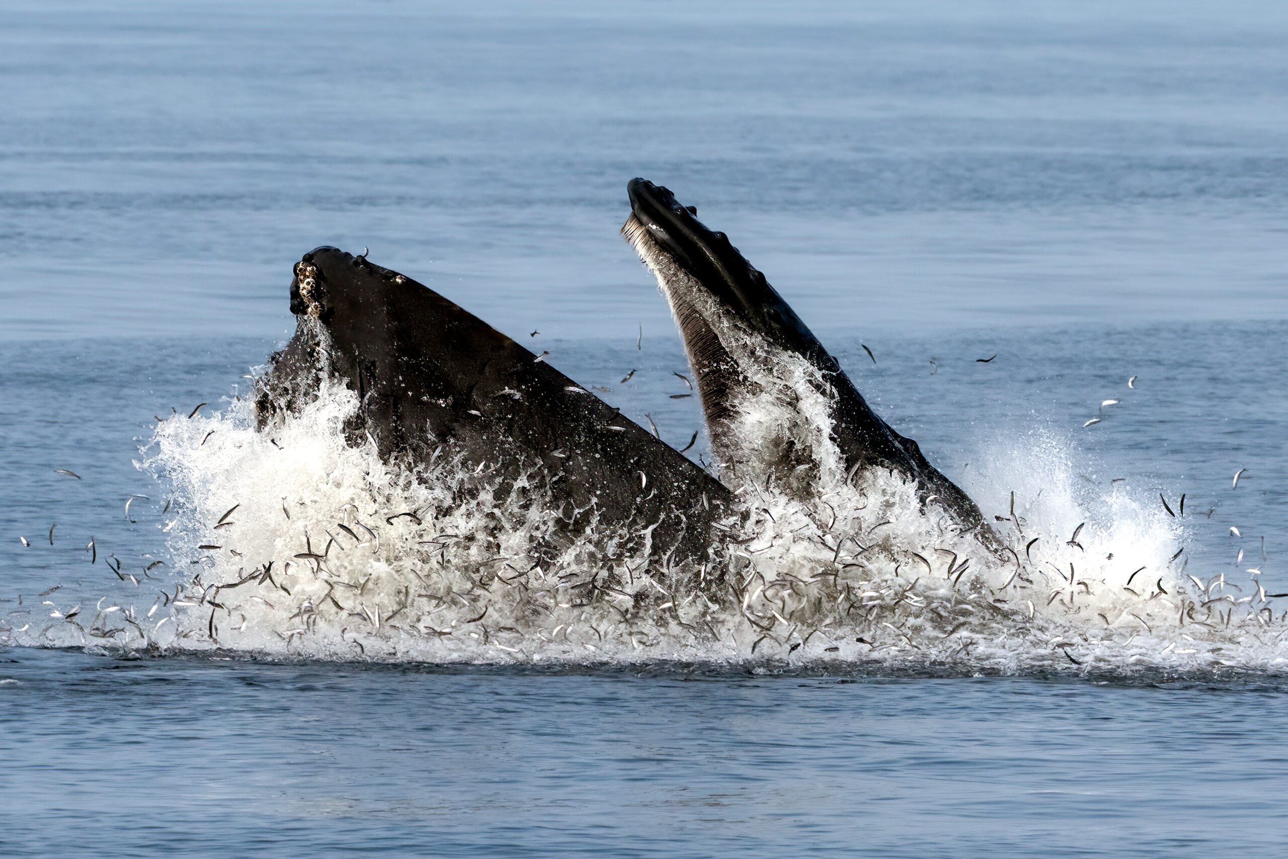 <b>Humpback whales</b> have returned to New York waters in the last few years, feeding on nearshore menhaden schools after the state banned purse seine fishing. 