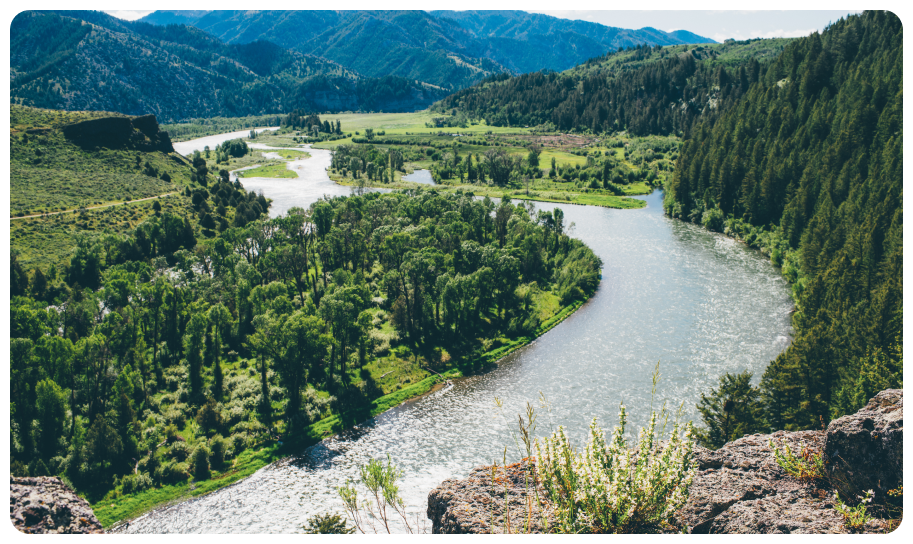 river cutting through forest